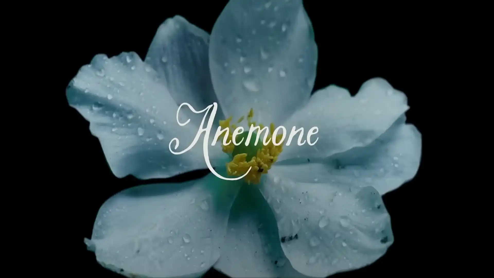 Anemone la próxima película de Daniel Day Lewis